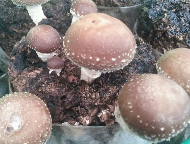 귀농·귀촌 우수사례를 소개합니다.